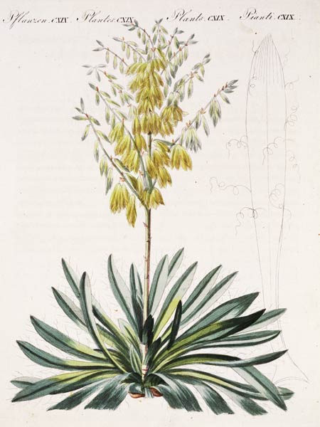 Fädentragende Yucca / aus Bertuch 1810 von 