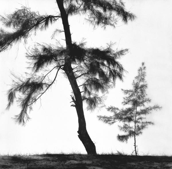 Form of tree (b/w photo)  von 