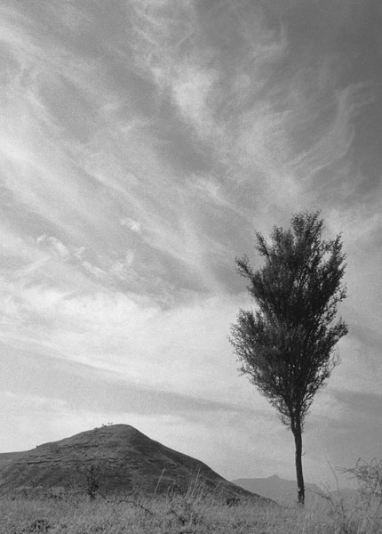 Form of tree and sand pattern (b/w photo)  von 