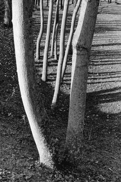 Form of tree trunk (b/w photo)  von 