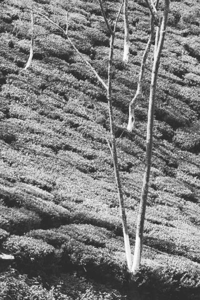 Form of trees in tea garden (b/w photo)  von 