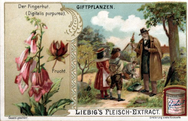 Foxglove / Liebig Card von 