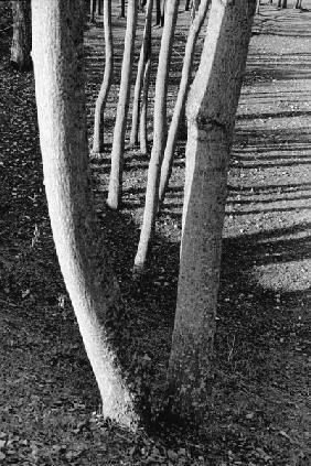 Form of tree trunk (b/w photo) 