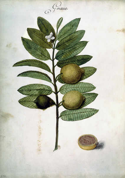 Guava / Ch.Plumier von 