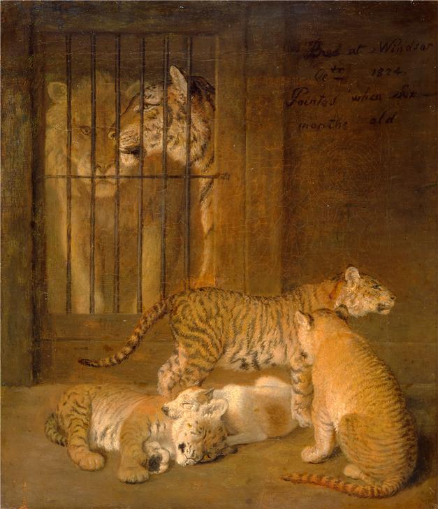 Group of Whelps Bred between a Lion and a Tigress von 