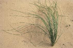 Grass growing in sand of river bed, Canyon lands National Park (photo) 