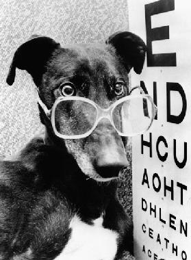 greyhound bitch wearing glasses February 1