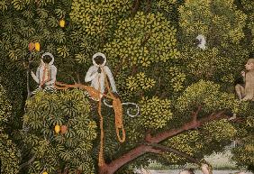 Hanuman-Languren im Geäst eines Mangobaumes.Ausschnitt aus einer Miniatur mit Darstellung einer Jagd
