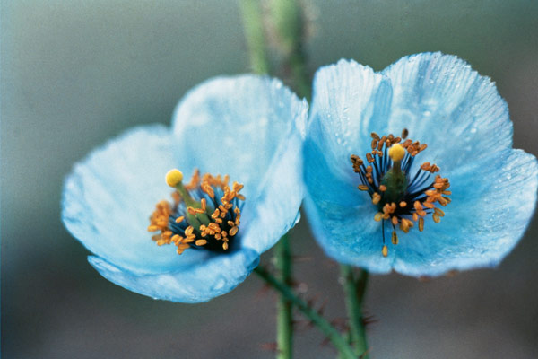 Himalayan Blue Poppy (Meconopsis aculeata) (photo)  von 