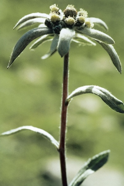Himalayan Edelweiss (Leontopodium himalayanum) (photo)  von 