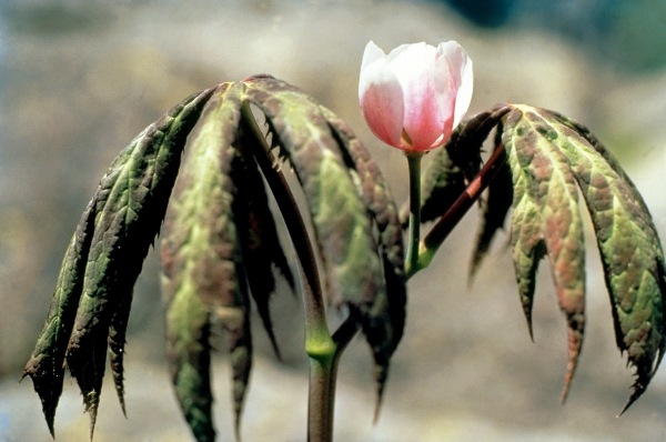 Himalayan Mayapple Latin (Podophyllum hexandrum) (photo)  von 