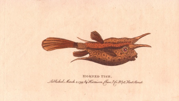 Horned fish or longhorn cowfish von 