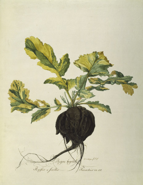 Horseradish, Règne Végétal / Gouache von 