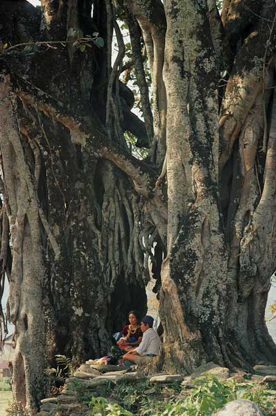 Huge pipal Ficus religiosa and banyan Ficus (photo)  von 