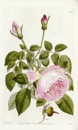 Illustration From The Botanical Register, Sydenham Teast Edwards 1769?-1819 & John Lindley 1799-1865 von 