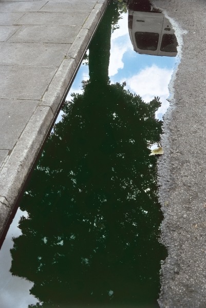Inverted tree in roadside pool of water (photo)  von 