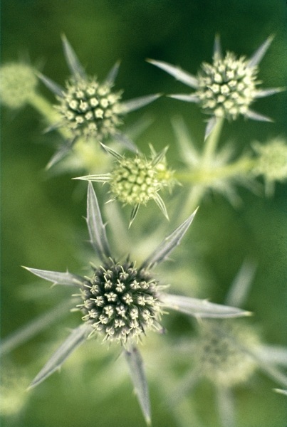 Kashmir Eryngo (Eryngium biebersteinianum) (photo)  von 