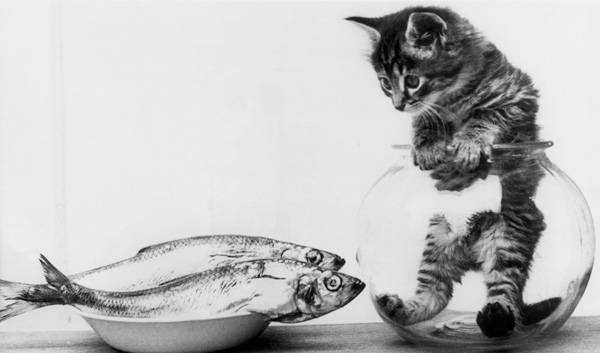 Kitten in an aquarium looking at fishes in a plate von 