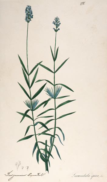 Lavender / Feather lithograph 1820 von 