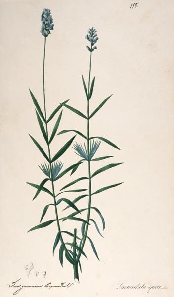 Lavender / Feather lithograph 1820