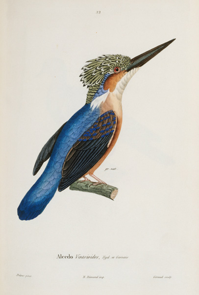 Malagasy Kingfisher von 