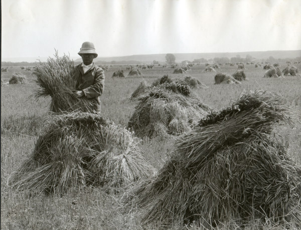 Man in wheat field / Oregon / Photo 1910 von 
