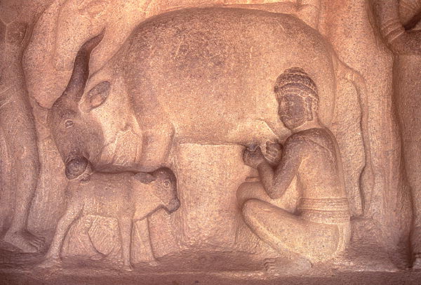 Milking the Cow, Krishnmandapam, 5th century (carved granite)  von 