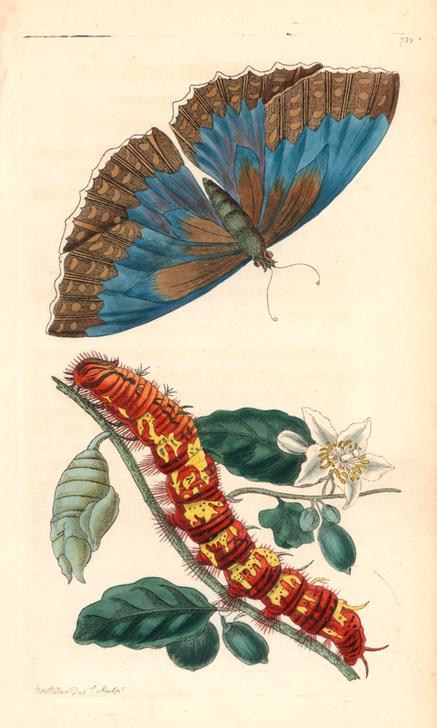 Morpho telemachus butterfly with caterpillar and pupa von 