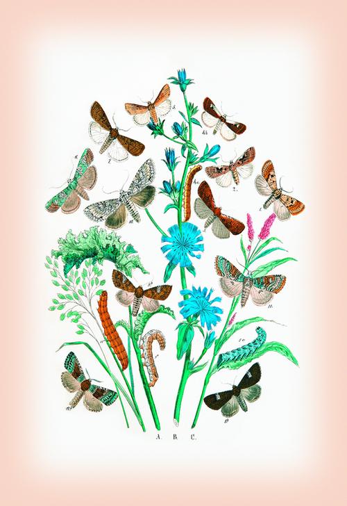 Moths: Agrotis Segetum von 