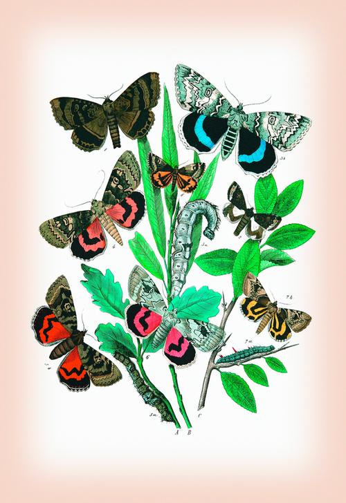 Moths: Catephia Alchymista von 