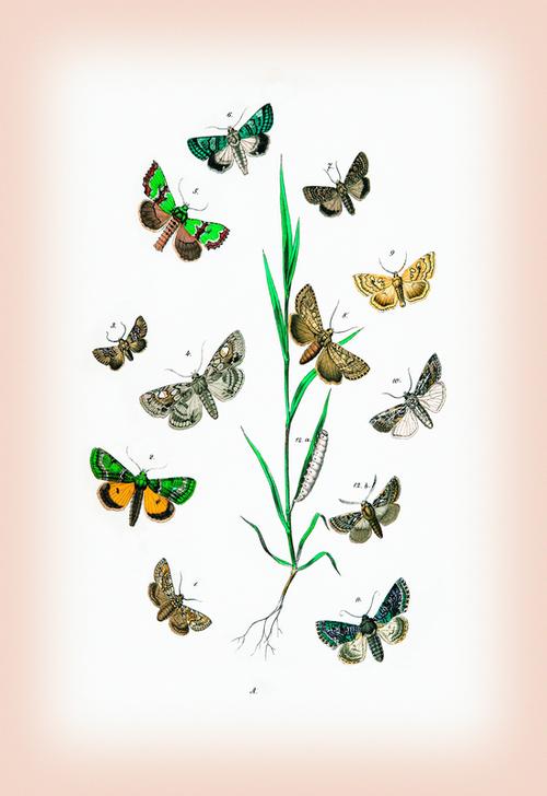 Moths: Cleophana Anarrhini von 