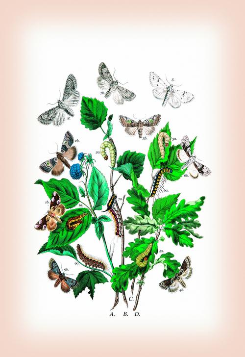 Moths: Cymatophora Or von 
