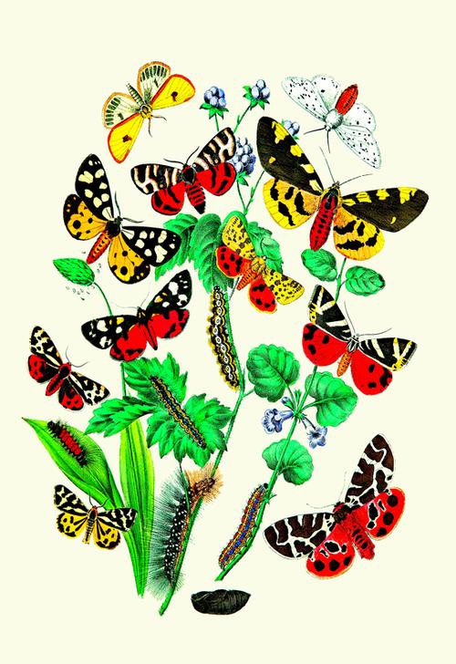 Moths: N. Plantaginis von 