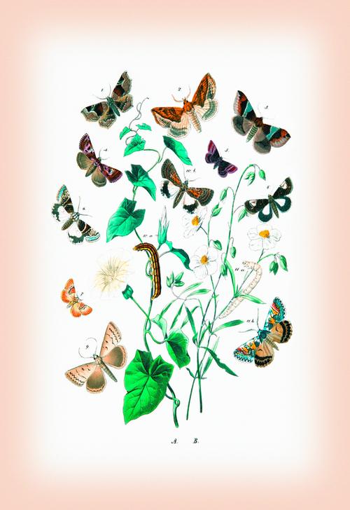 Moths: Zethes Insularis von 