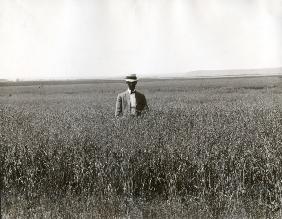 Man in oat field / South Dakota / Photo