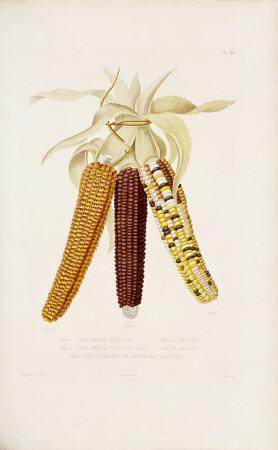 Marbled, Red And Multicoloured Maize Illustration By Julia Duport From ''Histoire Naturelle, Agricol