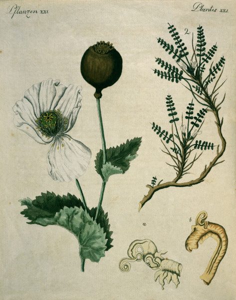 Opium Poppy and Astragalus / Bertuch von 