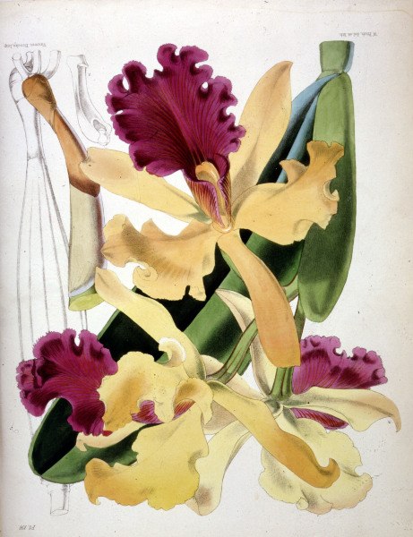 Orchids / W.H.Fitch / 1876 von 