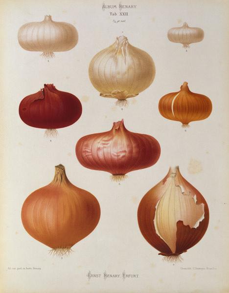 Onions / Album Benary / Lithograph