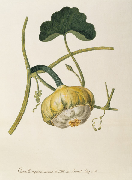 Pumpkin, Règne Végétal / Gouache von 