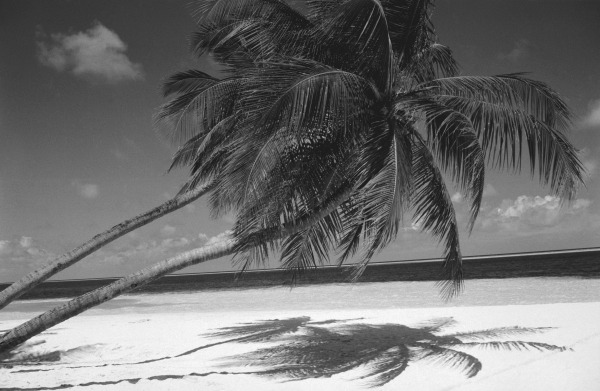 Palm tree shadow on sand (b/w photo)  von 