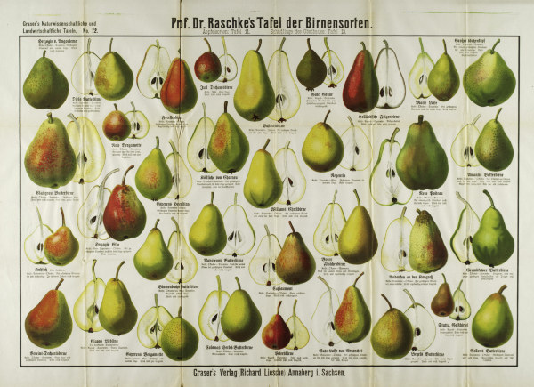 Pears / Graser s panel von 