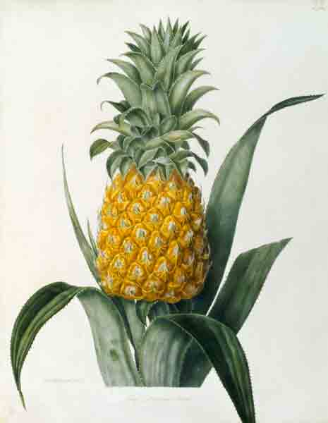 Pineapple / Lithograph after Hooker von 