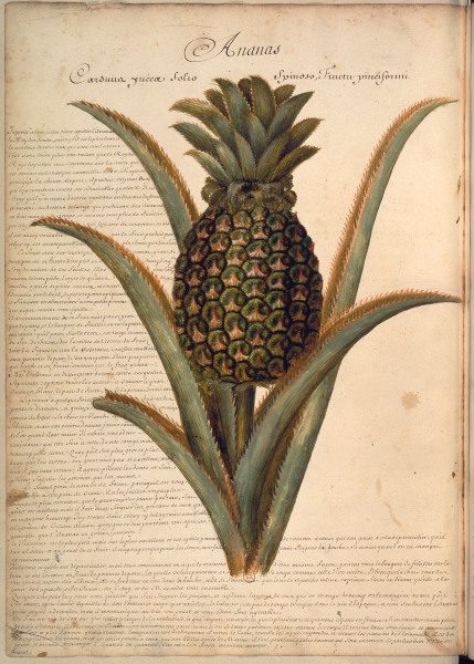 Pineapple / Plumier / Drawing / 1688 von 