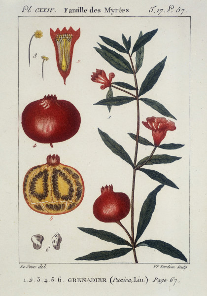 Pomegranate/Pomegranate Tree. Etching von 