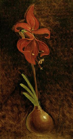 Ph.O.Runge, Amaryllis