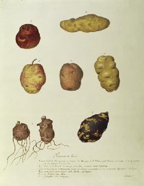 Potato, Règne Végétal / Gouache