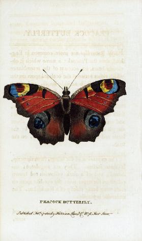 Peacock butterfly, Inachis io.