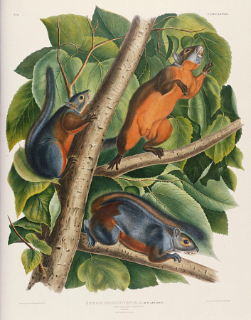Red-Bellied Squirrel (Sciurus Feruginventris), From ''The Birds Of America'' By John James Audubon ( von 