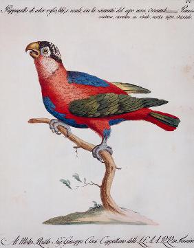 Red-blue and green parrot blue with black crown on its head, oriental (Psittacus coccineo, coeruleus